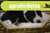 Border collie kiskuty�k
