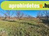 Elad� belter�leti telek, gy�m�lcsf�kkal! - Szakcs